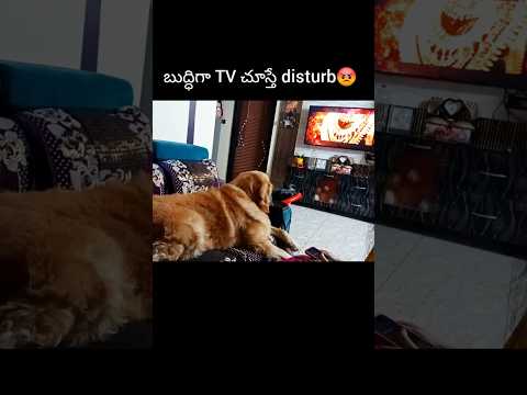 🐕నా జోలికి రాకు మామూలుగా ఉండదు😂/#funnyanimal #pets #funnydog