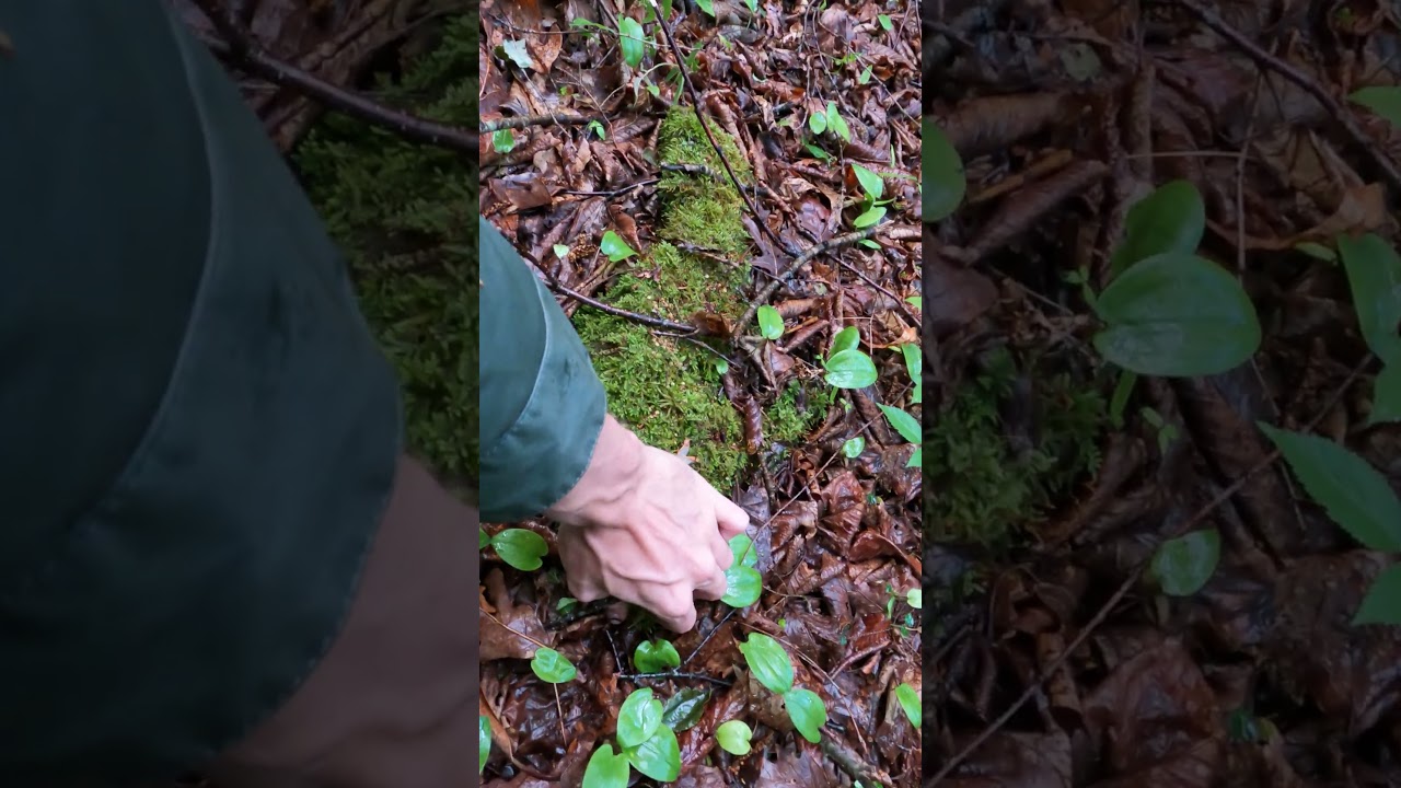 What's under this rock?