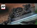 Watch Tigrino, the worlds newest cat species, at a Bolivian wildlife refuge