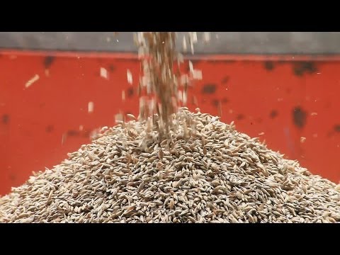Seeds of Time'