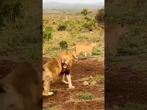 Don't mess with another lions lioness.