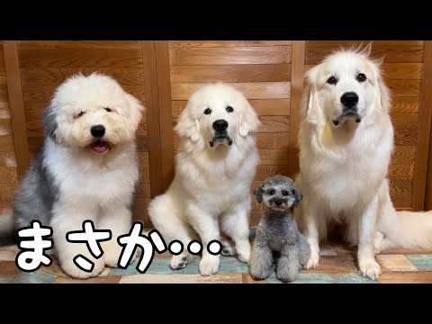 【嘘だろ…】ついに100kgを引き連れて散歩に行くことになっちゃいました汗｜グレートピレニーズ&オールドイングリッシュシープドッグ&トイプードル