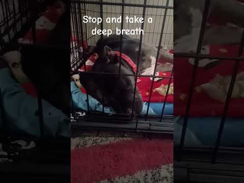 Ghost Loves You❤️||#cuteanimal#cutedog