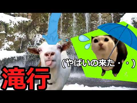 【猫ミーム】占い師の滝行!!