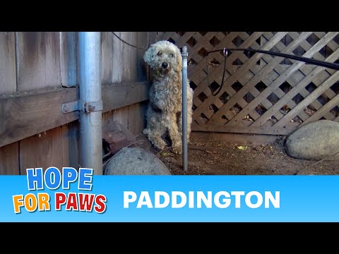 Paddington - homeless and lonely... can you help him?
