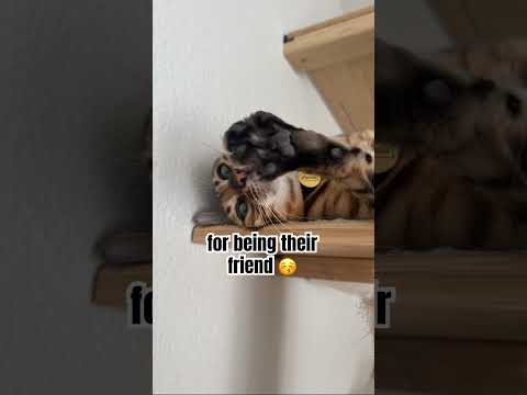 Thanks for being our friends #pets #funny #cute #cat #kitten