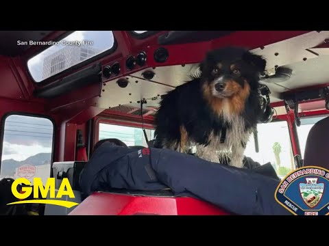 AirTag helps California firefighter save family's dog | GMA