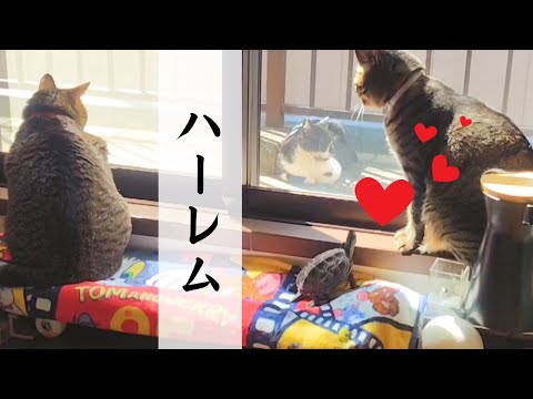 【軍曹大歓喜】猫のハーレム【[Sergeant's Great Delight] Cat Harem】
