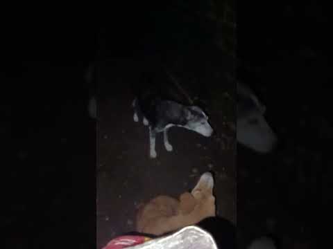 Helping hands 🐕😔#🙏#please 🥺