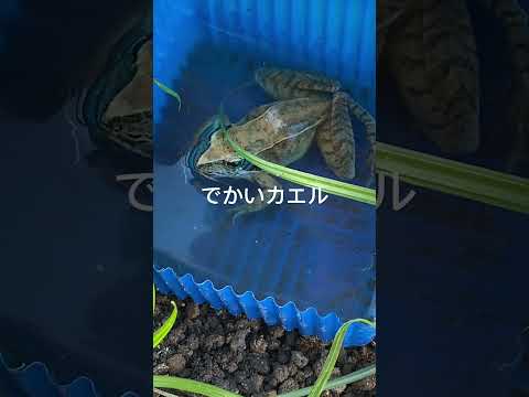 2025.10.21 カエル　#カエル#カエルの飼い方