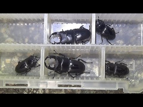 仲間の収獲がヤバい【2024年カブトムシ・クワガタ採集】