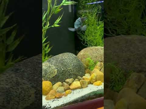 New Seaoura aquarium light for the 150g 