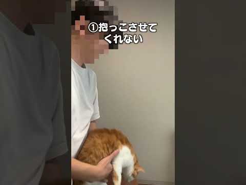 猫の動画サムネイル - 「猫飼ってみたら思ってたんと違う事3選」猫あるあるソング