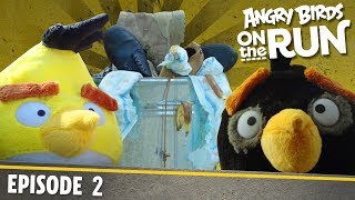 Angry Birds- Na tku - 2 - Lov jdla