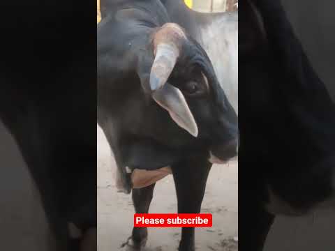 black bull Haryana Breed nandi काले रंग का नंदी सांड जयपुर देखने को मिला
