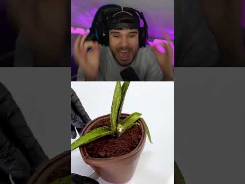 Kuchen oder Echt? ☕ #shorts