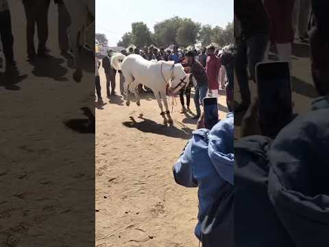 lilan singare 🥰#shorts #dj #horse #ghoda #ghodi #horseriding #trending