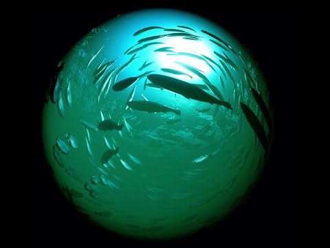 NeuralX, Inc.: The Future of Fish Farming Leverages Computer Vision For Sustainability - Vimarsana News
