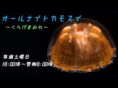 猫の動画サムネイル - オールナイトカモスイ　～くらげまみれ～ #202　シンブルジェリー