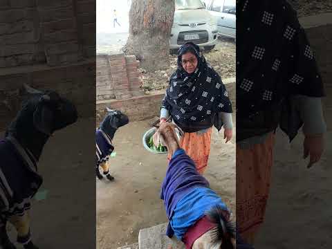 Bakri Palne se Nabi SAW Ne kya Farmaye ✨♥️🔥#shorts #shortvideo #bakri #youtubeshorts #islamicshorts