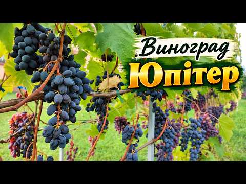 🍇Виноград Юпітер