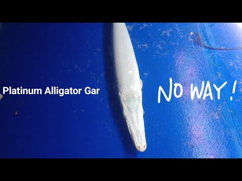 Platinum Alligator Gar This is a video we made of a Platinum Alligator gar we sent to a customer. if you have any requests 