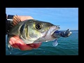 Leurre Turbo Shad 4 Bass Assassin 10cm