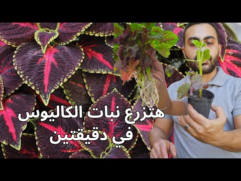زراعة نبات السجاد.الكاليوس بطريقة مضمونة ❤️💚