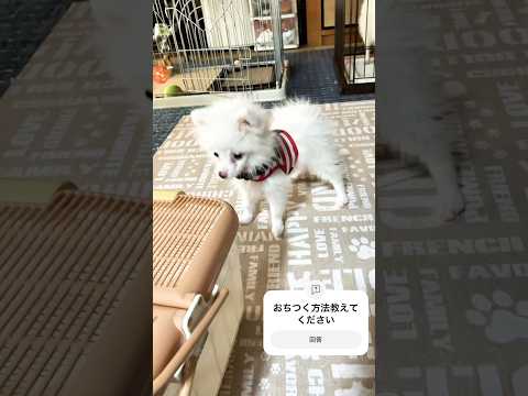 お迎えした子犬の運動神経が良すぎる犬 #dog #犬のいる生活 #ポメラニアン #dogshorts #funny #お迎え #こいぬ