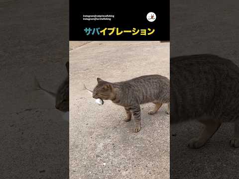 鯖と猫の対決から学ぶ小顔効果を引き出す微笑ましい瞬間 サムネイル