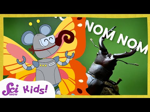 The Wonderful World of Insect Mouths | SciShow Kids