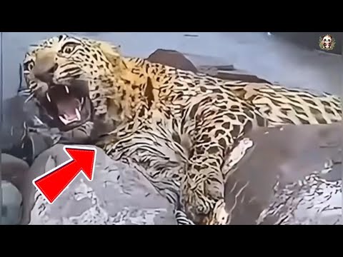 A Wounded Leopard, a Kind Farmer, and an Unbreakable Bond Forged in the Grasslands.