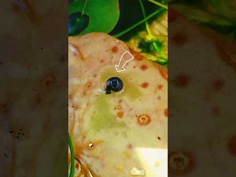 These tiny snails are hiding a BIG secret in your aquarium! 🐌😱 You won’t believe#snail #aquariumlife