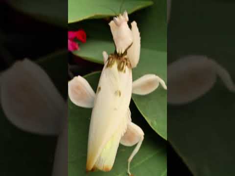 La dura vida del macho de mantis orquídea #shorts #viral