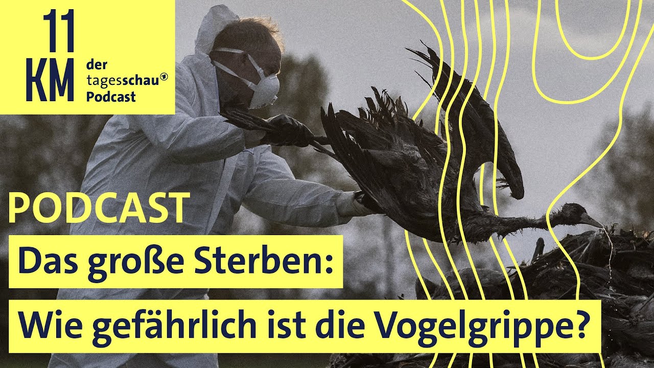 Das große Sterben: Wie gefährlich ist die Vogelgrippe?