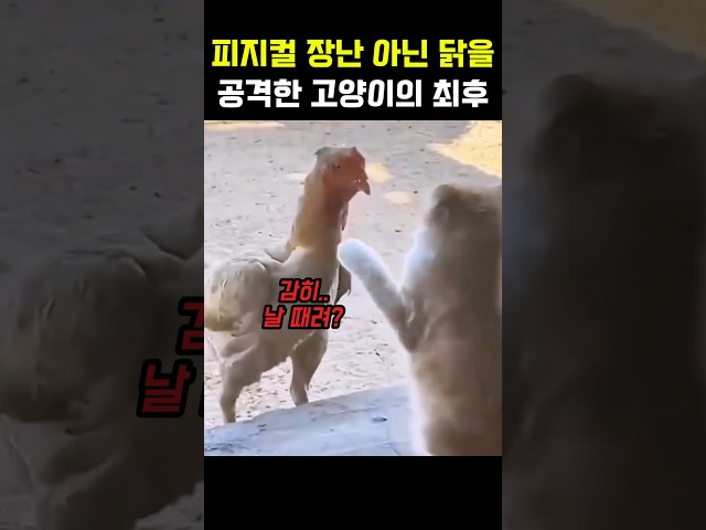 피지컬 장난 아닌 닭을 공격한 고양이의 최후 #고양이 #야옹이 #냥이 #닭 #동물 #냥펀치