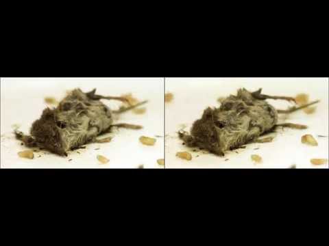 rotting Mouse Decay 3D time lapse real stereoscopic