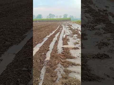 October 28, 2025 कितने सारे सफेद बगुले #viral