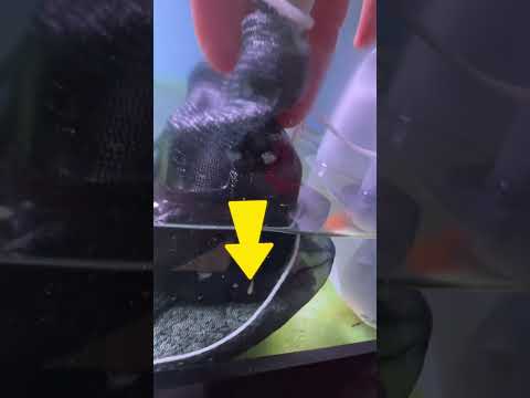 Baby goldfish gets sucked against pump 