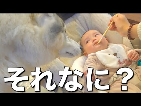ミルクしか飲まない赤ちゃんが「何かを食べている」と気付いた愛犬の反応www