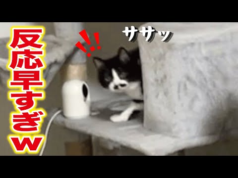 呼んでもフル無視だったのにおやつの時だけ反応が桁違いに早い分かりやすすぎる猫