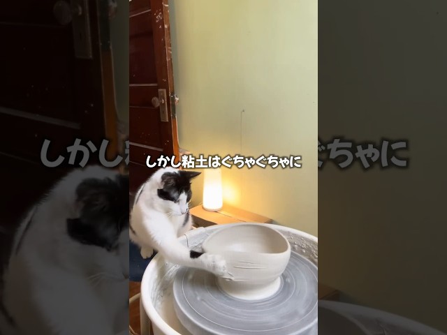 猫の陶芸家😳