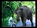 Narrow escape for bike rider, pillion from elephant attack