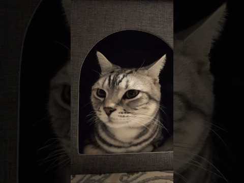 猫の動画サムネイル - アメショーのラッテ#アメリカンショートヘア #アメショー ＃アメショ#猫との暮らし #猫と暮らす家