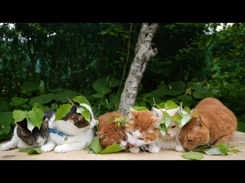 猫の動画サムネイル - 色がついたまたたびの葉をのせた猫たち　2025　250706