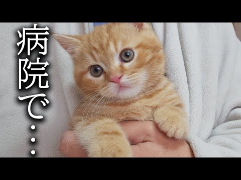 動物病院の医師の言葉に衝撃を受けました...