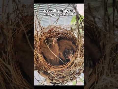 ഓരോ ജീവനും സൃഷ്ടിക്കുന്ന അദൃശ്യശക്തിയ്ക്ക് നന്ദി പറയുന്നു#birds #birdwatching