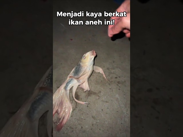 Menjadi kaya berkat ikan aneh ini 😲