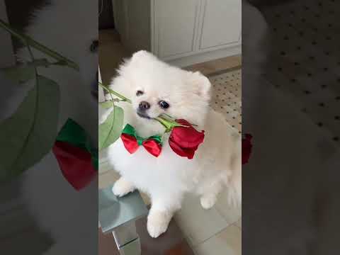 #cute#puppy #puppylove #innocent  #dog#doglove #trendingshorts #viralvideo #viral #lovedog