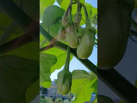 mng view #shorts @nirmal videos